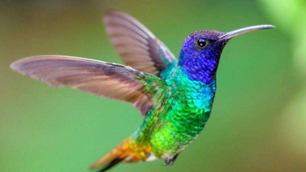 Colibri Daire Playa del Carmen Dış mekan fotoğraf